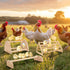 BreezeHug 3 Set Pcs Chicken Roosting Bar Wooden Chick Perch Prevent Rotation Design with Mirror Long Strip Large