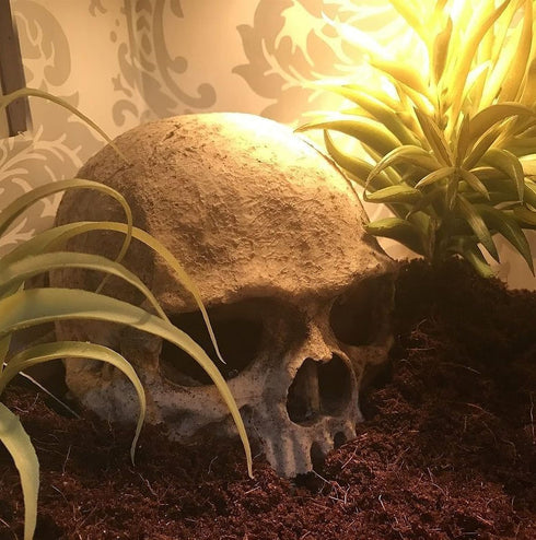 Desert Reptile Decor Skull Fish Tank Decorations, Bearded Dragon Accessories, Desert Reptile Decor, Bearded Dragon