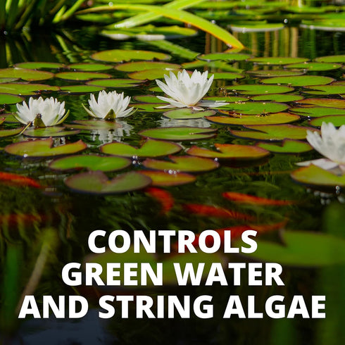 Tetra Pond AlgaeControl, 16.9 Ounces for Ornamental Outdoor Ponds and Fountains
