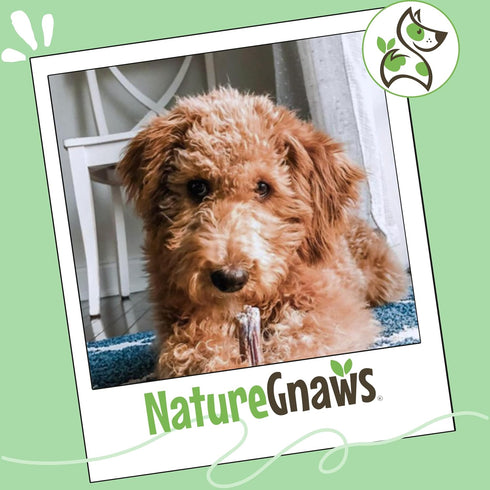 2-4" (8oz) Nature Gnaws Bully Stick Bites for Small Dogs - Long Lasting for Light Chewers and Puppies - Natural Beef