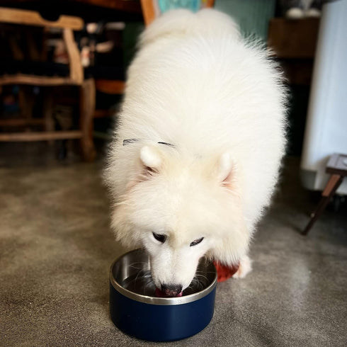 40 Oz Stainless Steel Dog Bowl for Food and Water, Durable Non-Skid Double Wall Insulated, Heavy Duty, Blue