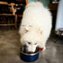 40 Oz Stainless Steel Dog Bowl for Food and Water, Durable Non-Skid Double Wall Insulated, Heavy Duty, Blue