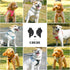 No Pull Dog Harness - Lightweight, Soft, Adjustable Collar and Leash Set for Small and Medium Dogs, Blue