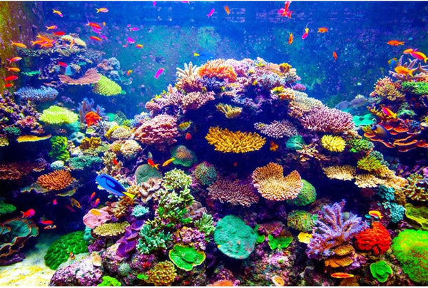 AWERT Undersea Theme Aquarium Background, 36x20 inches Vinyl, Colorful Coral Tropical Fish Underwater World