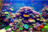 AWERT 72x18 inches Undersea Theme Aquarium Background, Colorful Coral Tropical Fish Tank Vinyl