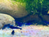 (10 (+1)) Blue Diamond Shrimps (Ocean Blue Shrimps) Live Freshwater Shrimp Aquarium Neocaridina Inverts RCS Shrimps