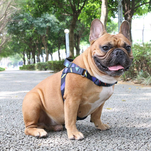 iChoue French Bulldog Harness - Adjustable Padded Locked Buckle with Handle for Frenchie, Pug, English, Boston Terrier