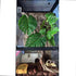 2Pack Woyrise Reptile Plants for Terrarium, Artificial Hanging Plants with Suction Cups, Amphibian Tank Habitat Decor