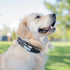 Shed Defender Mag-Snap Dog Leash - 5 ft, Pink - Wearable Magnetic Leash with Two Padded Traffic Handles, Heavy Duty
