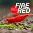 (Pack 10) Fire Red Premium High-Grade Cherry Shrimp Neocaridina Freshwater Aquarium, Live Shrimp Freshwater Aquarium
