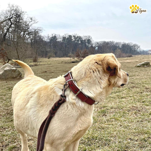 ADITYNA - Heavy-Duty Premium Leather Dog Collar for Small Dogs - Padded with Soft Genuine Leather for a Cozy Feel