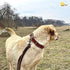 ADITYNA Heavy-Duty Premium Leather Dog Collar for Extra-Large Dogs, Padded with Soft Genuine Leather
