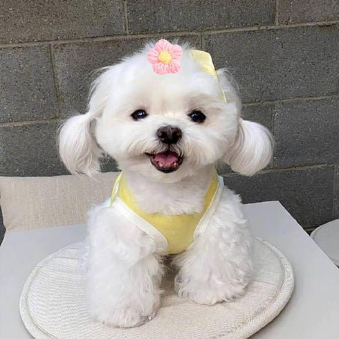 PET SHOW 10Pairs Flower Dog Hair Bows, Grooming Accessories for Small Medium Dogs, Yorkie Boy Girl with Rubber Band