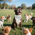 Realeaf Lets Pawty Dog Bandana,Wedding Birthday Party Outfit for Boy and Girl, Premium Durable Fabric, Engagement