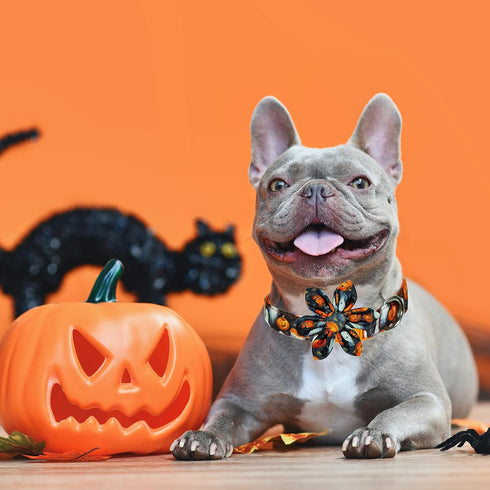 Halloween Dog Collar with Sunflower Bow - Holiday Pumpkin and Spook Collar for Small, Medium, Large Pets, Puppies