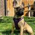 Best Pet Supplies - All Weather Mesh, Reflective, No Pull Harness for Small, Medium Dogs, Cats - Purple/Black Trim