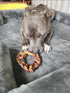 hotspot pets Braided Bully Stick Rings for Dogs - Premium All Natural Long Twisted Beef Pizzle Chew Treats
