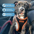 Best Pet Supplies No Pull Harness, Reflective, All Weather Mesh for Small, Medium Dogs, Cats - XS, Orange Trim