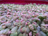 Generic Red Root Floater Live Aquarium Plants, Phyllanthus Fluitans (60+ Leaves)