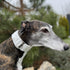 Extra Soft Martingale Dog Collar and Leash Set for Greyhound Saluki Whippet and Similar Breeds, 2'' Wide (M 11''-14'')