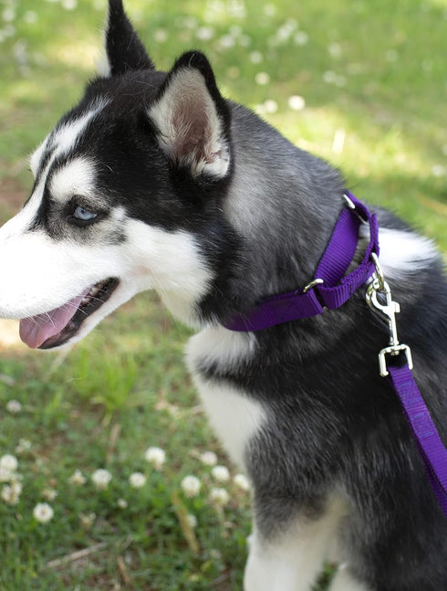 Country Brook Petz 1 Inch Nylon Durable Traditional Style Dog Leash with Easy to Use Snap for Small, Medium, Large Breeds - 25+ Colors (Purple, 6 Foot)