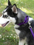 Country Brook Petz 1 Inch Nylon Durable Traditional Style Dog Leash with Easy to Use Snap for Small, Medium, Large Breeds - 25+ Colors (Purple, 6 Foot)