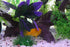 AQUA KT Purple Aquarium Landscape Simulation Artificial Plant, Plastic Fish Tank Decoration, Aquatic Water Plant