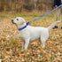 Adjustable Reflective Nylon Martingale Dog Collar, No Pull Choker for Medium Large Dogs, Navy Blue (L)