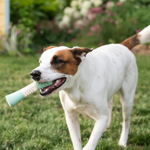 Chew King Dental Dog Toy Collection, Stick Clinically Proven to Remove Plaque