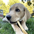 6 Inch 5 Count (Pack 1) 100% Packed, Best Bully Sticks Cheeky Beef Treats - of - Single Ingredient, Grass-Fed, USA