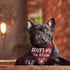 Joyriza I'm a Foster Dog Bandana, New Puppy Announcement Gifts, Rescue Adopted Puppy Reveal Party Photo Prop, Red Plaid
