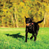 Chuckit Dog Tennis Ball Dog Toy, Medium (2.5 Inch Diameter) for Dogs 20-60 lbs, Pack of 4
