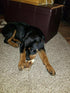 Small, Whole, Twin Pack – Grade A Premium Elk Antler Dog Chews for 20 to 25 lb Dogs, Naturally Shed, NO Odor, NO Mess,