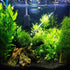 PLANTEREST BUY2GET1FREE Java Moss Vesicularia Dubyana Mats US Grow Live Aquarium Plant Tropical Freshwater Decorations