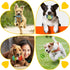 Zeaxuie 25 Pack Luxury Dog Chew Toys - Puppy Chew Toys with Ropes, Treat Ball and Squeaky Toys for Teething Small Dogs