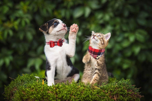 3 PCS Puppy Collar and Leash Set, Dog Collars for Small Dogs with Bow Tie, Bell, and Bandana Leather Collar for Puppies