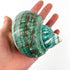 Heyiwell Natural Large Jade Turbo Seashells&Hermit Crab Shells 3.5"~4.5" Inch