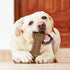SPOT Dura-Fused Chunkies Bone - All Natural Leather and Felt Dog Toy, Durable Extra Thick Chew Toy for Aggressive
