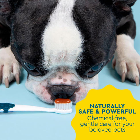 1 3 oz, RADIUS USDA Organic Canine Pet Toothpaste Unit, Non Toxic Toothpaste for Dogs, Designed to Clean Teeth and Help