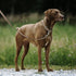 Mighty Paw Dog Lite Collar - Genuine Distressed Real Leather, Modern Designer Look, Lite Brown