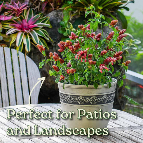 Bushy Shrimp Plants - Ideal Aquatic Companion for Your Aquarium