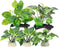 Aquarium Plastic Plants, Silk Plants Set Decor for Betta Fish (Green, 5pcs)