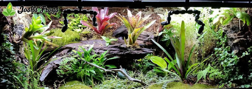 Neoregelia 'Fireball' Bromeliad by Josh's Frogs - Perfect for Reptiles
