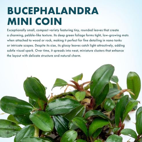 (10-15 SubstrateSource Bucephalandra Mini Coin Live Aquarium Plant - Natural Freshwater Fish Tank Decorations