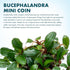 (10-15 SubstrateSource Bucephalandra Mini Coin Live Aquarium Plant - Natural Freshwater Fish Tank Decorations
