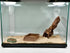 Lucky Critter Hermit Crab Pool with Ramp | Hermit Crab Tank Decor Water Bowl | Hermit Crab Decoration Accessories