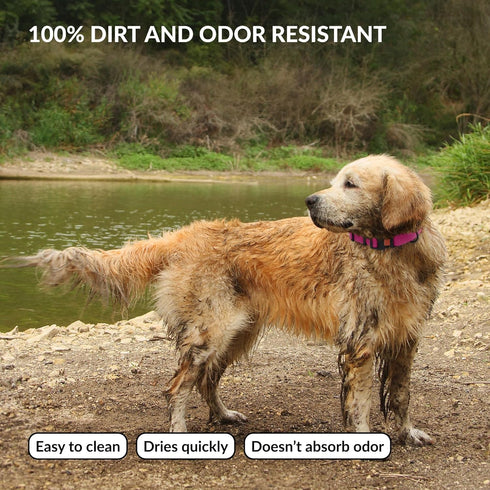 CollarDirect Waterproof Dog Collar - Silicone, Plastic, Odor-Resistant, Easy to Clean, Adjustable for Large, Medium,