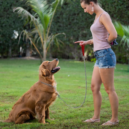 Metal Dog Leash and Collar Set, 4FT Chew Proof Heavy Duty Leash with Soft Padded Handle for Medium Large Dogs