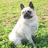 Metal Buckle Dog Collar, Durable Adjustable Soft Collar for Small Medium Large Dogs (M(13-18in), Flower3)
