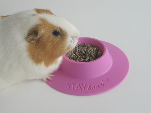 Tip-Proof Ergonomic Pet Bowl, 1/4-Cup Small Size for Guinea Pig and Other Small Pets, Lilac (Purple)